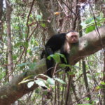 熱帯の蚊と猿に襲われる：マヌエル・アントニオ国立公園