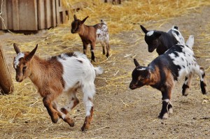 goats-1311749_1280